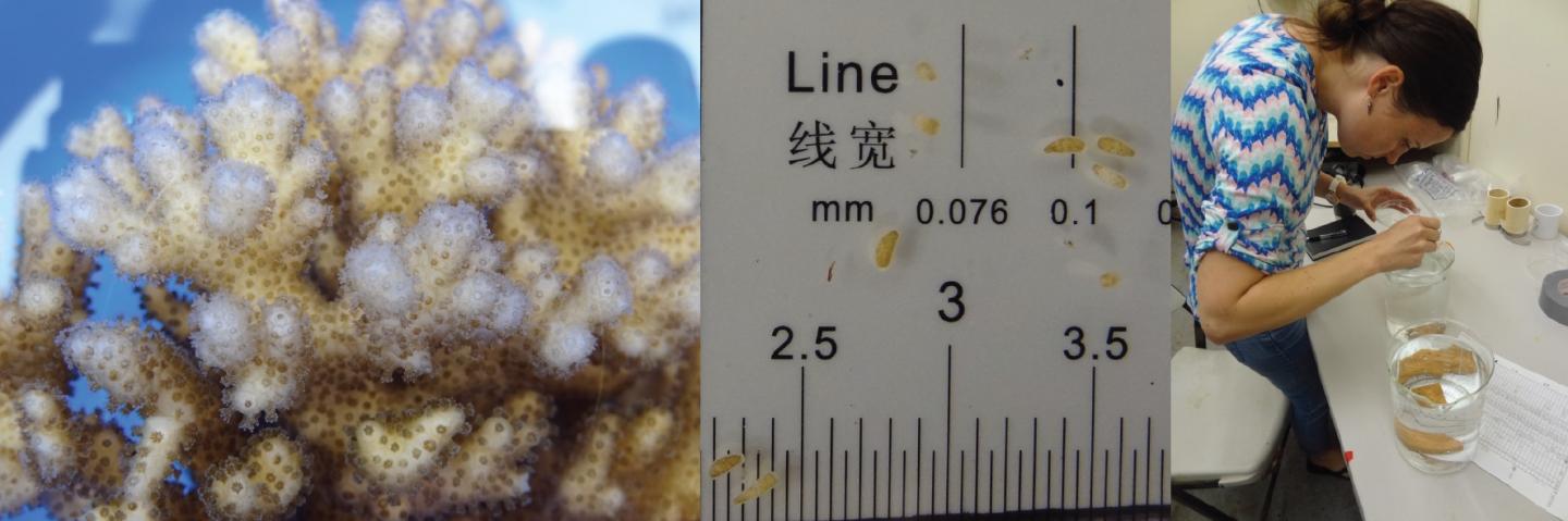 Adult Coral and Larvae