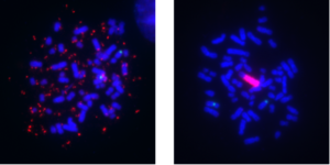 Melanoma cell lines