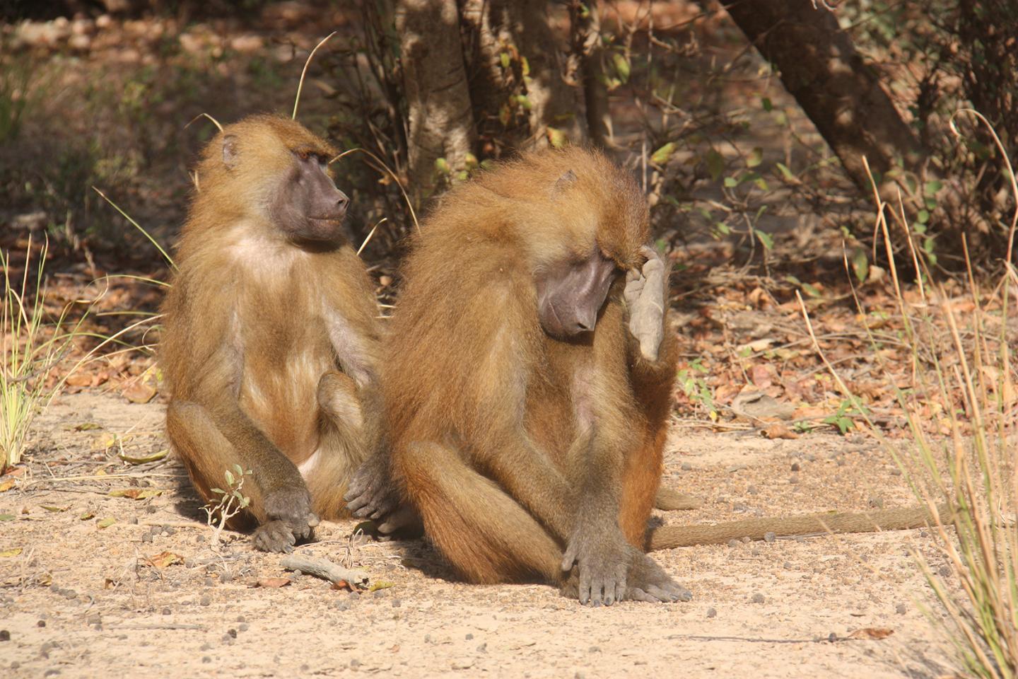 Guinea baboons