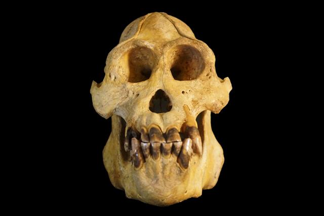 <i>Pongo tapanuliensis</i> Skull