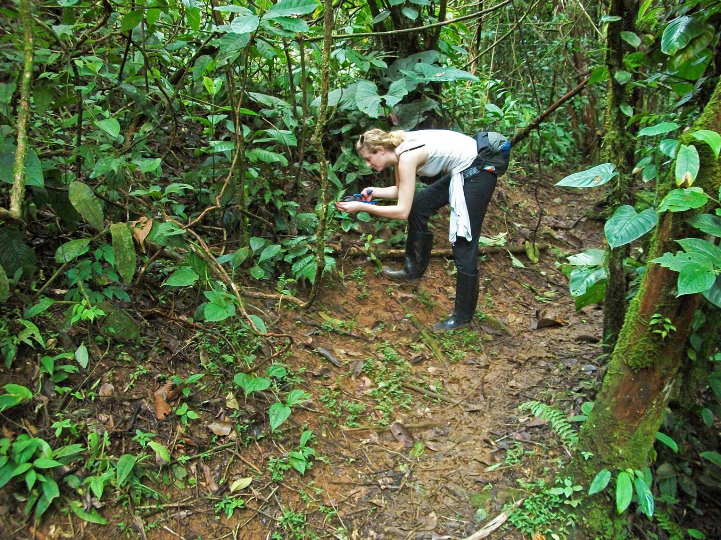 Examining <i>Piper kelleyi</i>