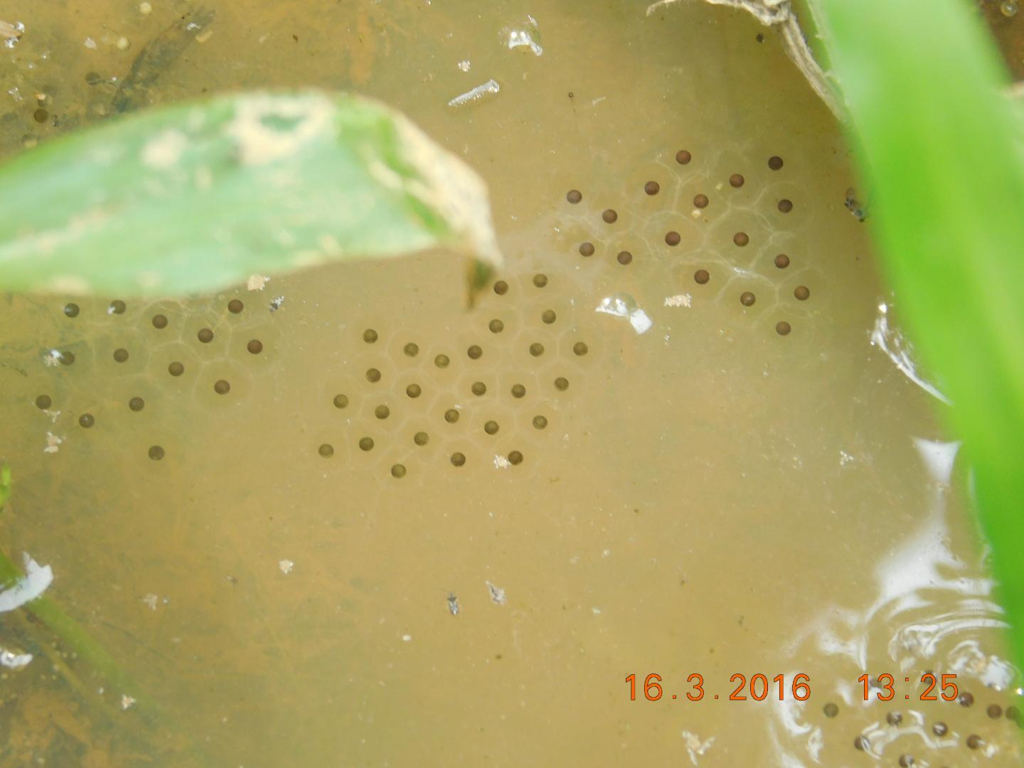 Frog Egg Masses