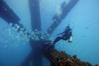 Diver Examines Fish Camouflage in Open Ocean