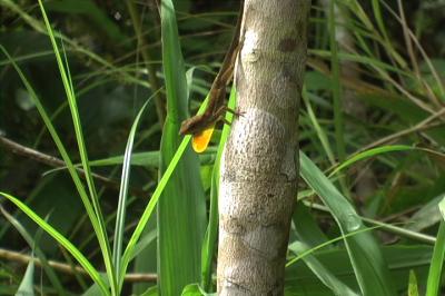 <i>Anolis opalinus</i>