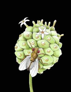 D. sechellia on noni fruit