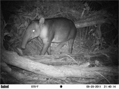 Tapir (1 of 2)