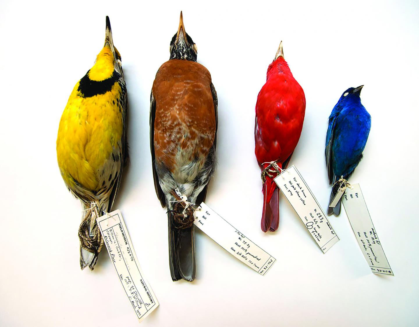 Bird specimens with labels image eurekalert science news releases