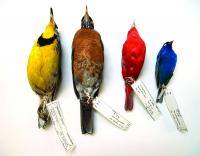 Bird Specimens with Labels
