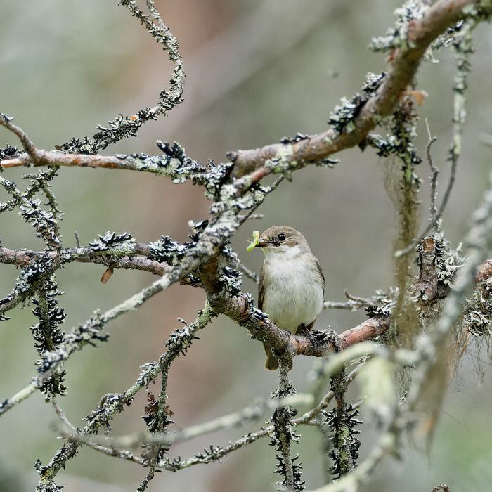 A Pied Flycatcher. Photo by Sami Kivelä - University of Oulu