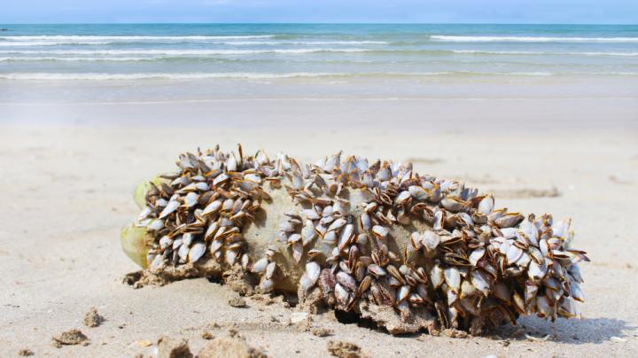 Lepas anserifera barnacles attached to rubbish