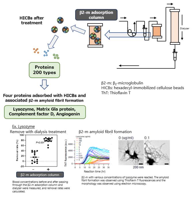 Figure 2. Identification of the amyloid-related proteins adsorbed with 2-m adsorption column in hemodialysis patients