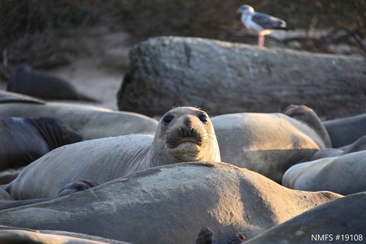 Elephant seals on beach