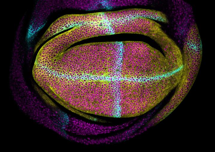 Drosophila Wing