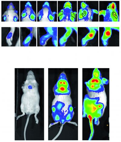 Development of Autoimmune Inflammation Can Be Followed with Increasing Age in Individual Mice