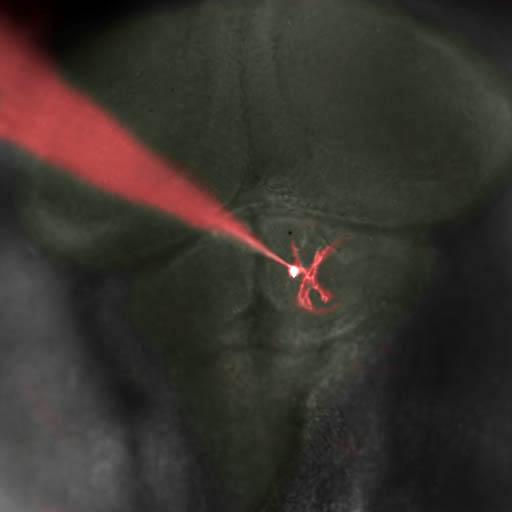 Brain of Zebrafish Larva