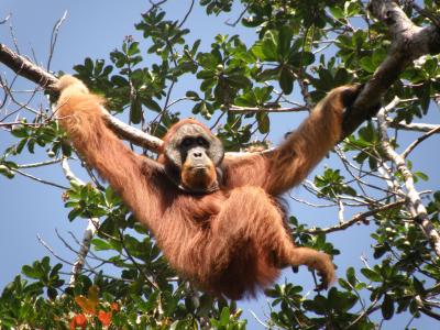 Sumatran Orangutan (1 of 3)
