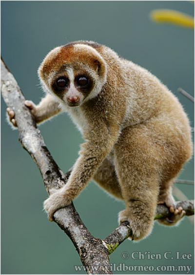 <i>Kayan</i> Loris