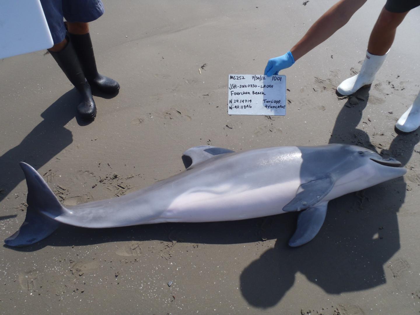 2012 Dead Dolphin off Port Fourchon LA