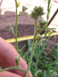 Aphids Attacking Plant