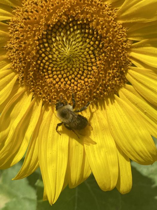 Bombus on a sunflower