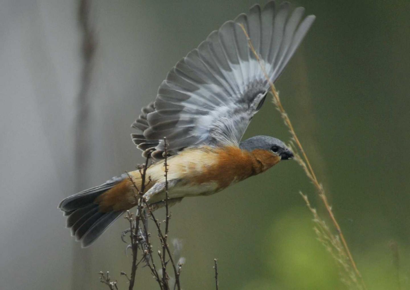 Despite Lack of Genetic Diversity, Why Do Finches Differ in Color? (8 of 18)