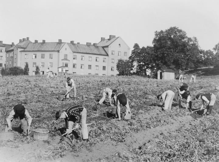 Harvesting Potatoes 