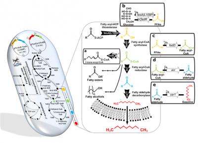 Short-Chain Alkanes Generated from Renewable Biomass