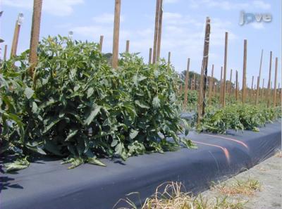 Threatened Agriculture