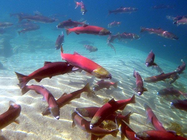 Endangered Snake River Sockeye Salmon in Redfish Lake, Idaho