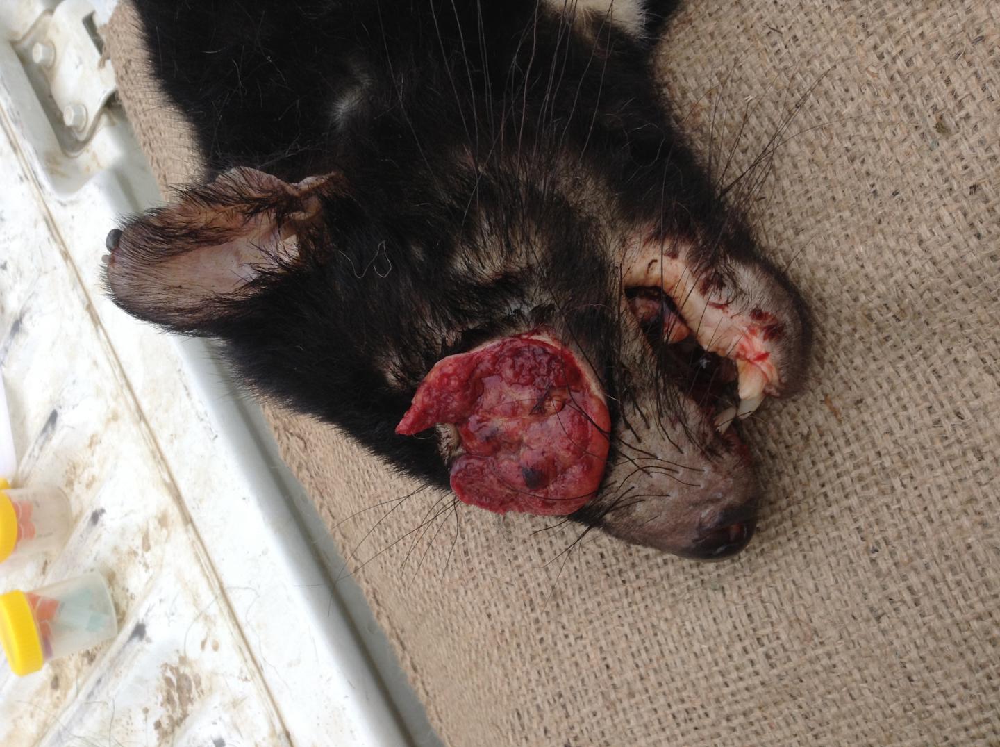 Tasmanian Devil with Facial Tumor