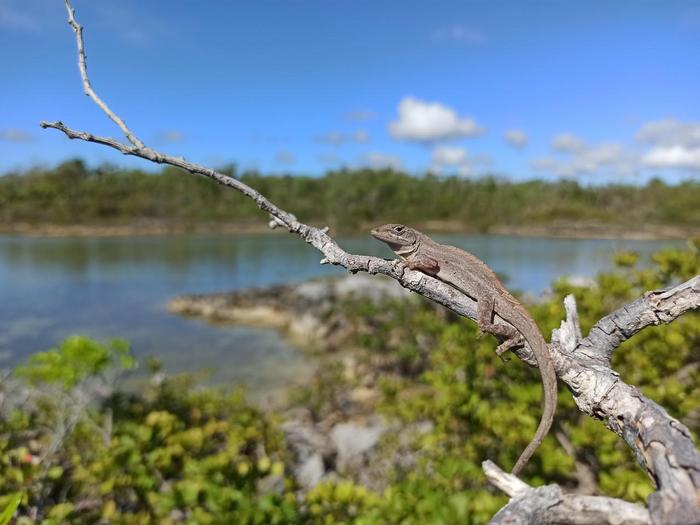 Male brown anole