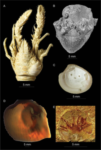 Examples of parasite–host interactions preserved on marine animal host skeletons.