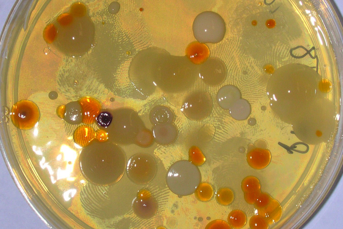 Microbial study reveals extended lifespan of starved bacteria