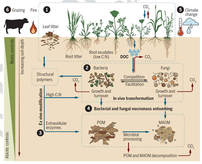 A fresh look into grasslands as carbon sink