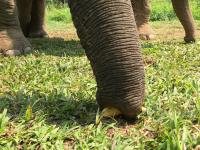 Elephant (or Elephants) at the Golden Triangle Asian Elephant Foundation in Chiang Rai, Thailand