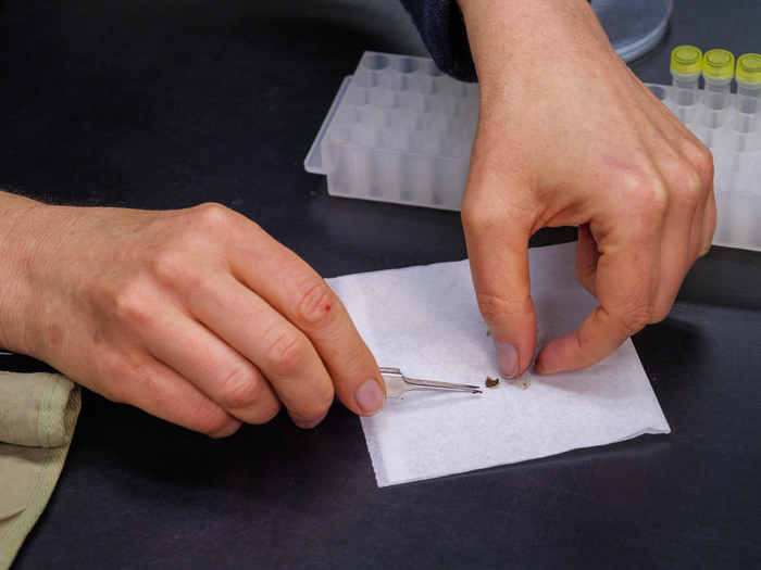 Dissecting the fruit