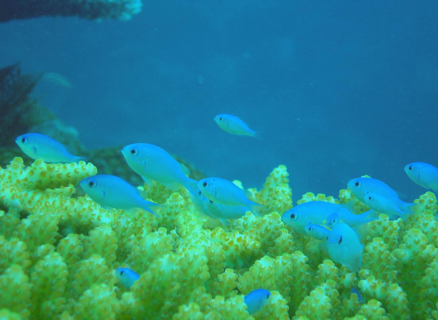 Damselfish
