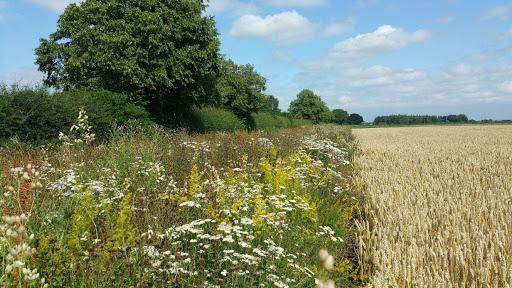 Wildflower Strip