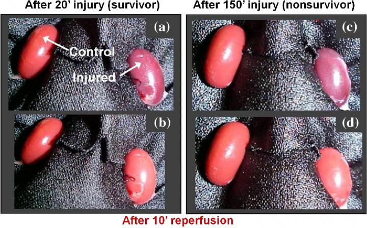 Figure 8,  Kidney Function after Ischemic Injury