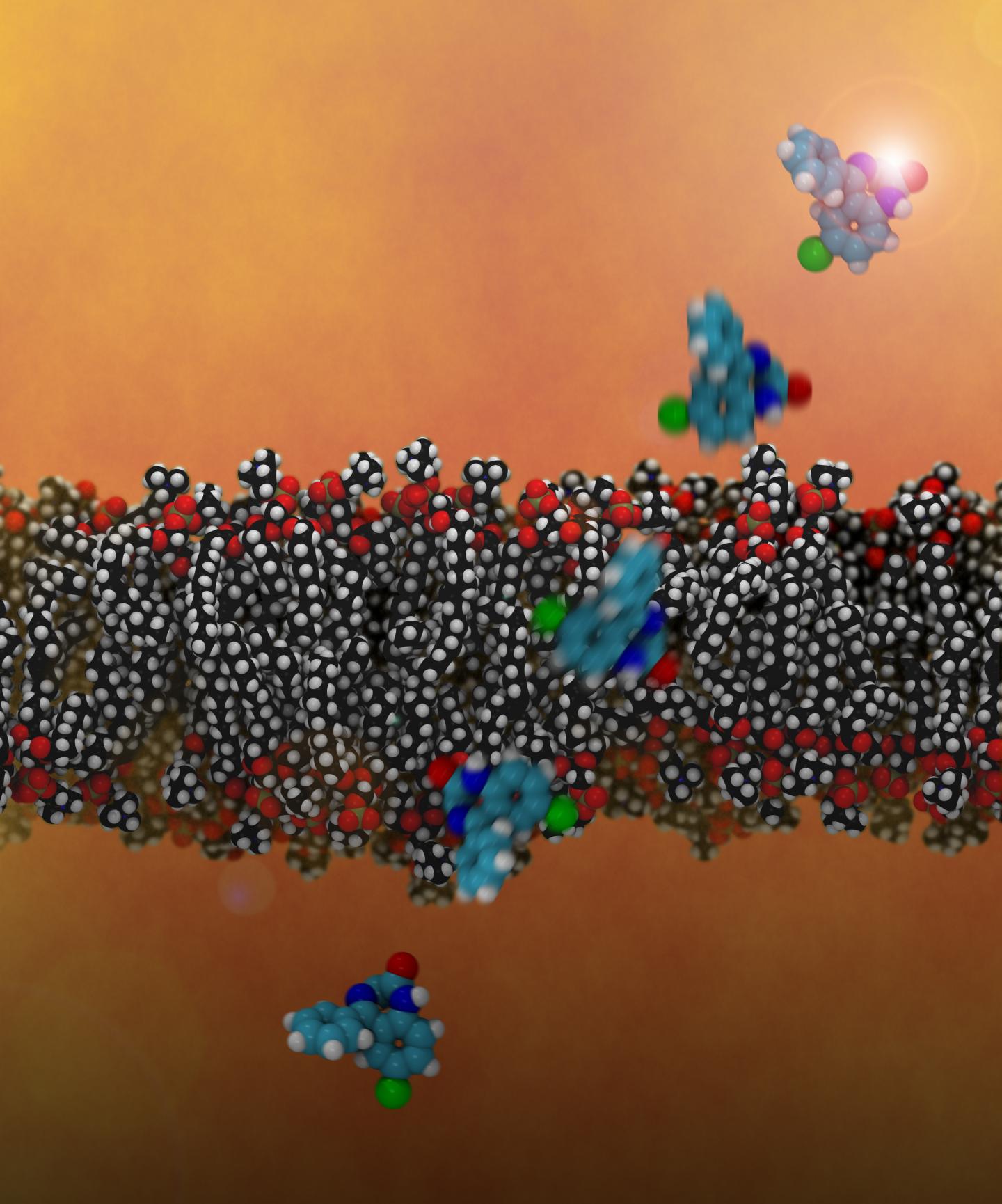 Membrane Permeability Simulation