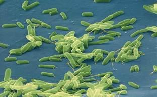 <I>Clostridium difficile</I> Bacteria