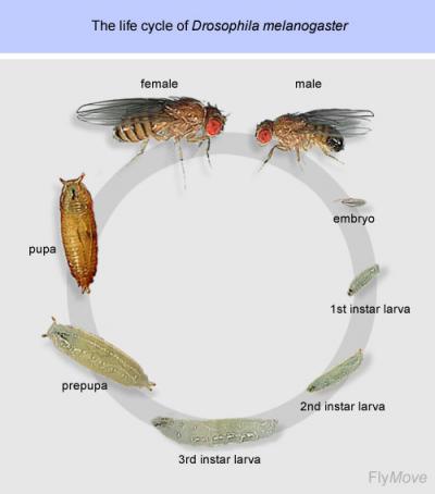 Fruit Fly Life Cycle