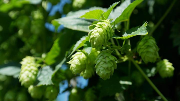Hops -- Source of Xanthohumol