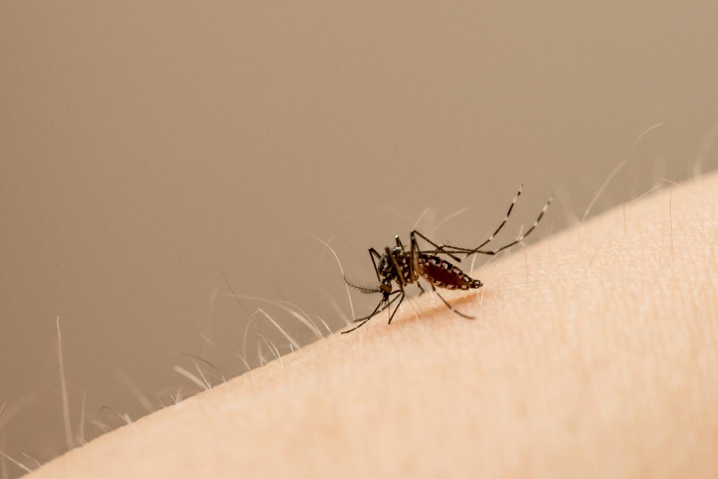 <i>Aedes aegypti</i> Mosquito