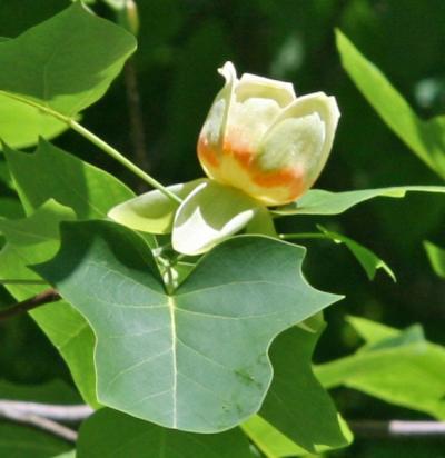 Tulip Tree (<i>Liriodendron tulipifera</i>)