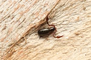 Pseudoscorpion from Israel: Neobisium validum (Neobisiidae)