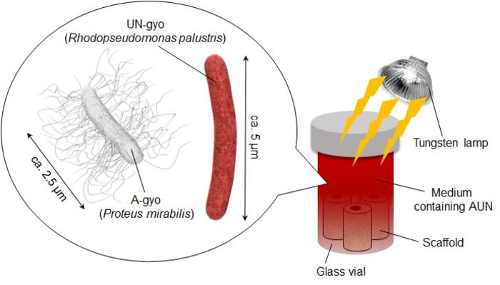 Antitumor efficacy of AUN increased using scaffolds