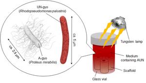 Antitumor efficacy of AUN increased using scaffolds