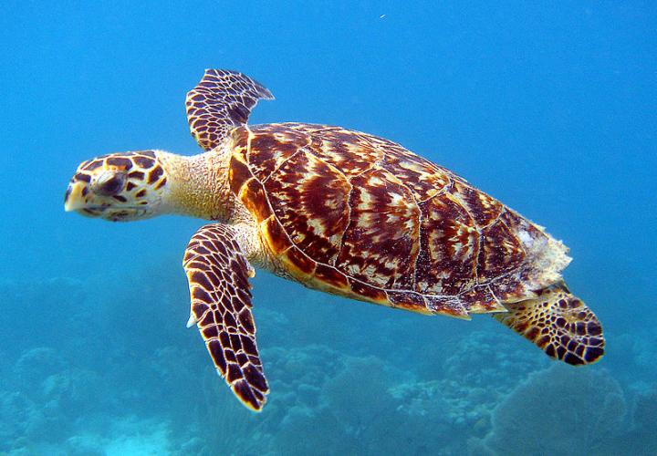 Hawksbill