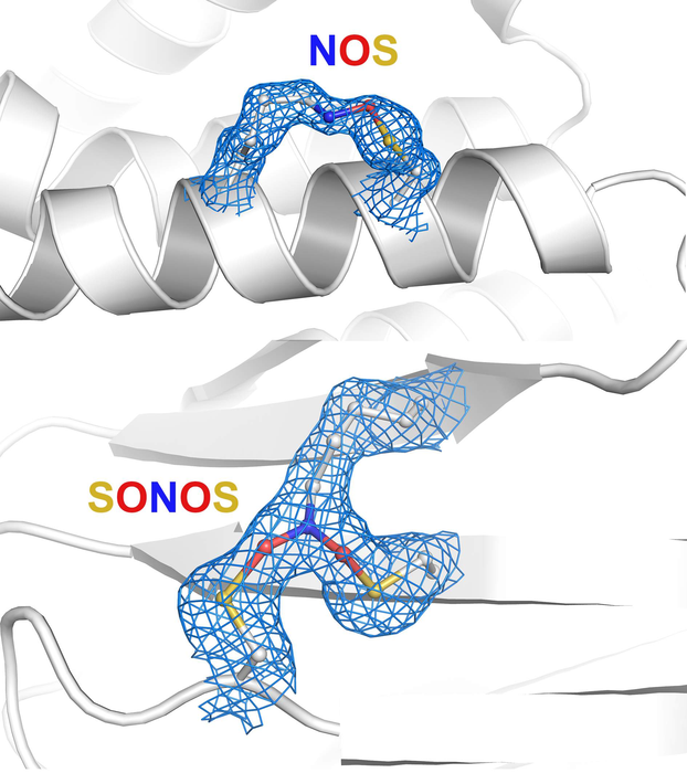 Protein switches